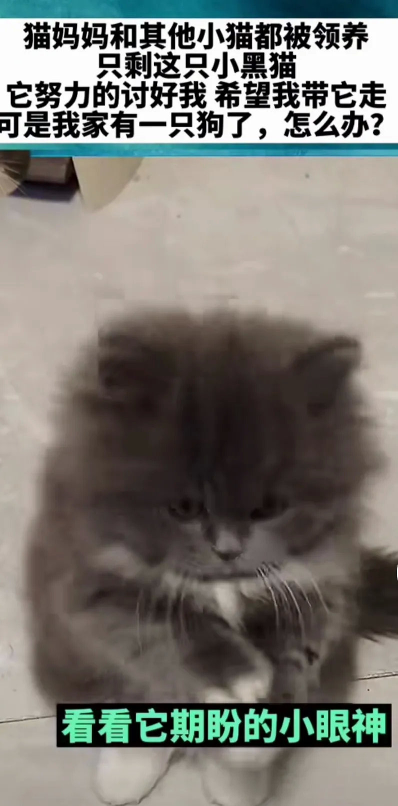 这只小黑猫多可爱啊，眼神中充满祈求，这位好心人还在犹豫，因为家里已经有一只小狗了