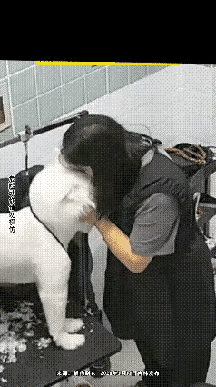 自讨苦头！女子喜爱宠物狗狗，忍不住就想亲吻下，结果这次中“招”了，嘴唇都被它咬破