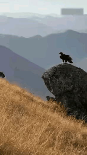 豹子：我要小抱抱（豹豹）！
鹰：滚犊子，颖宝（鹰豹）是单身，和你没有未来的！