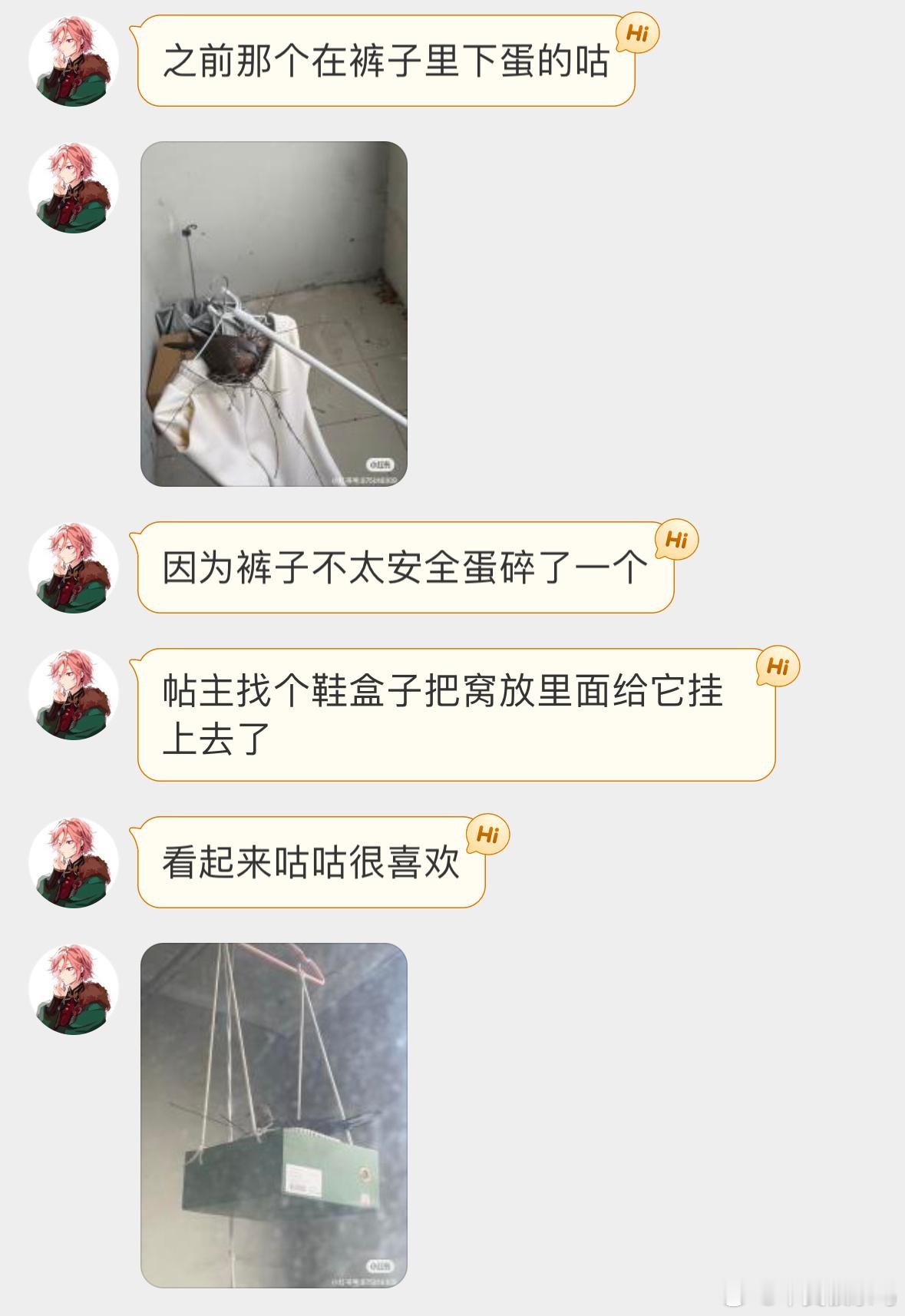 ？？？危楼变精装大平层还得是珠颈斑鸠 ​​​