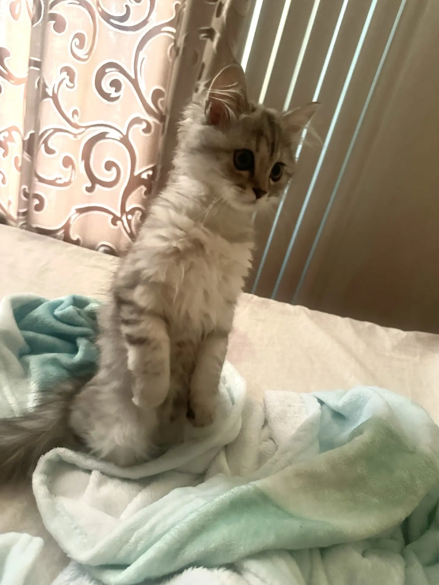 猫兵诺米出征