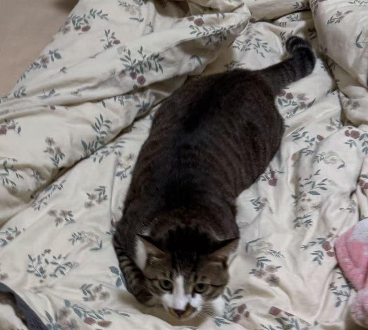 签到签到签到签到来看小坏猫            