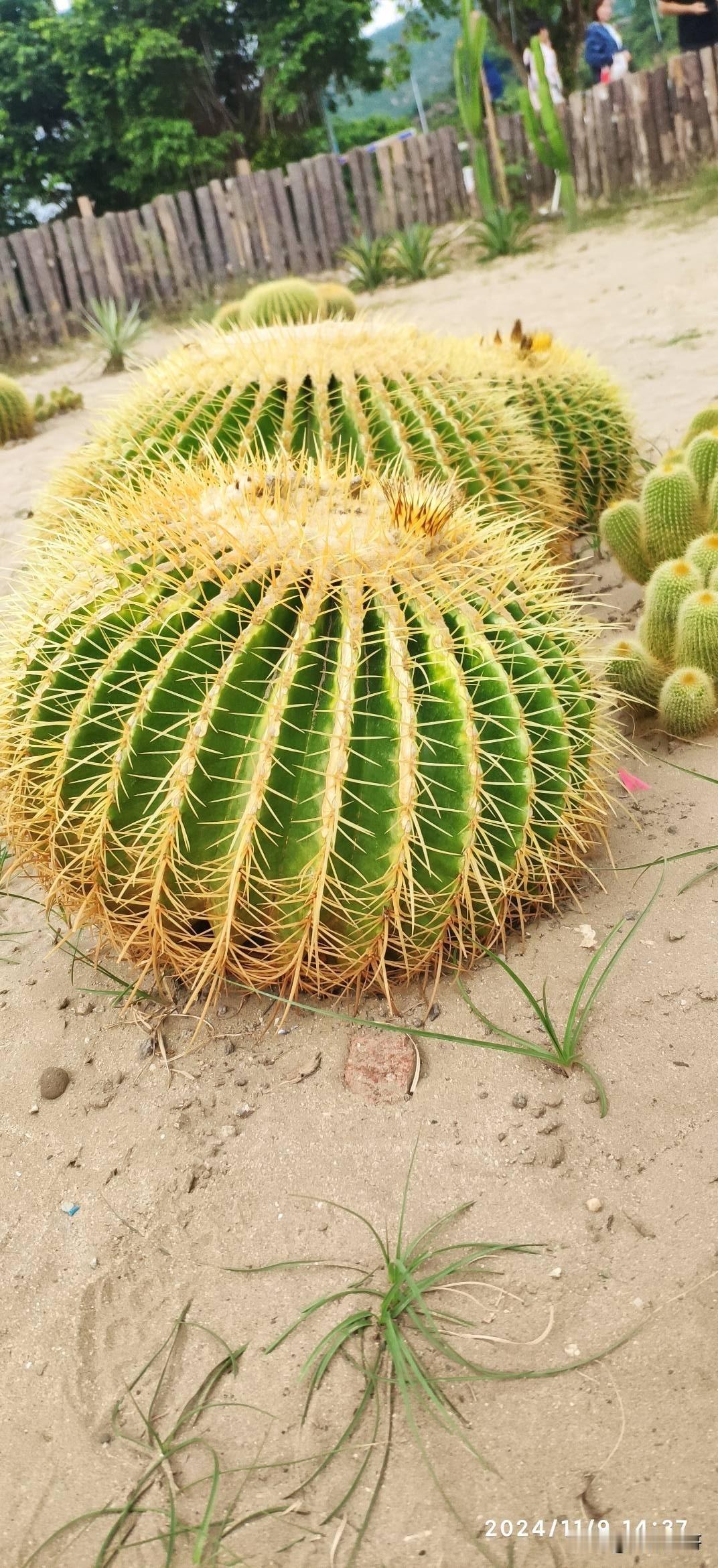 一点都不离谱，还没有腰斩，还有下行空间。当年摇号买房！实际就是炒作！属于一般骗术
