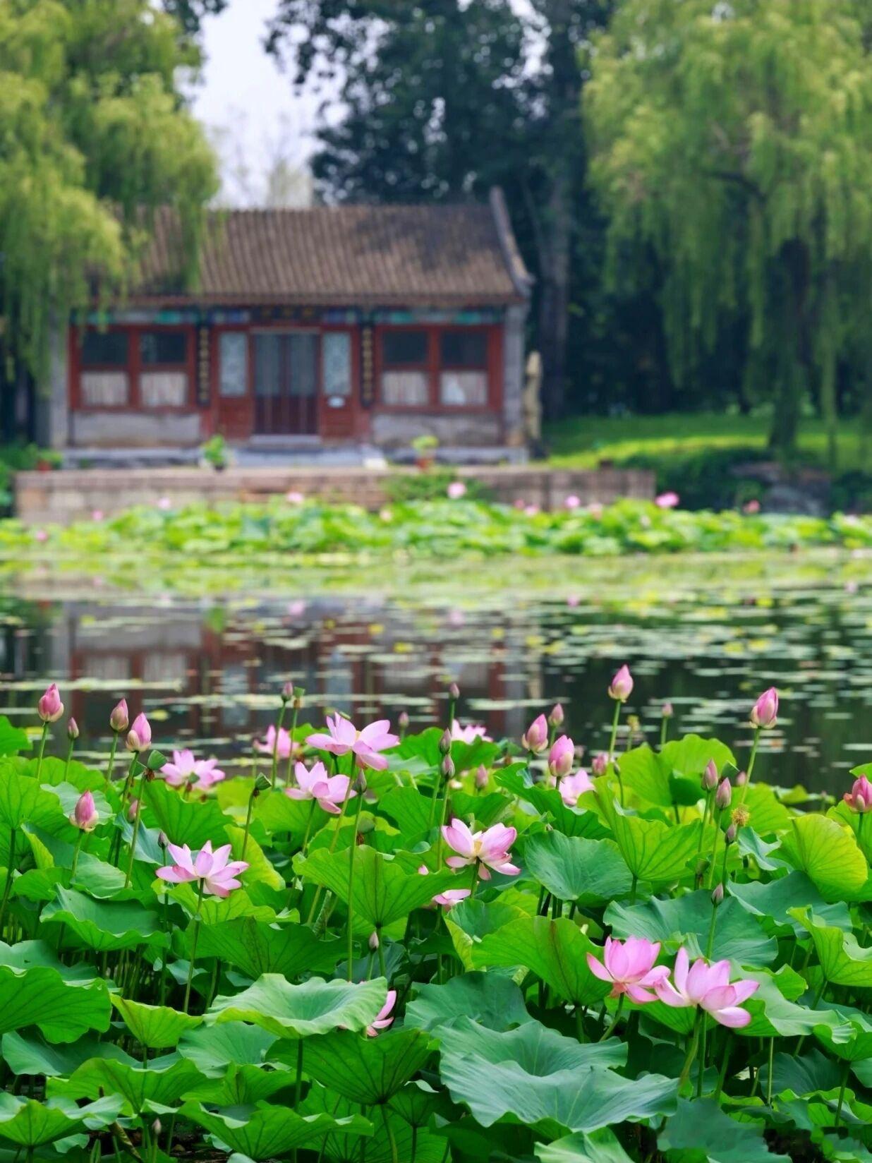 北京盛夏限定浪漫藏在颐和园！25 万㎡荷塘铺满昆明湖，层层荷叶配粉荷，微风裹着淡