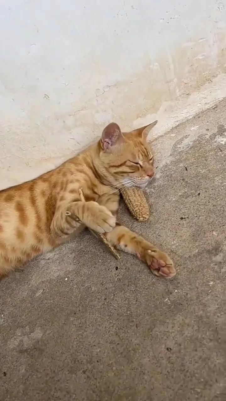 像这种猫就能养，就能养得熟，慈眉善目的，随便撸，就算是架起来，它也不哭不闹，情绪
