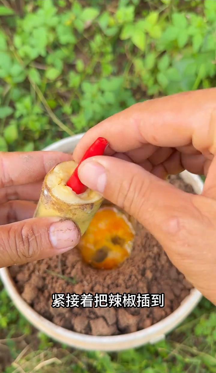 这年头连种辣椒都开始玩“魔法”了？
鸭蛋变辣椒，香蕉长出青椒，听着像段子，其实根