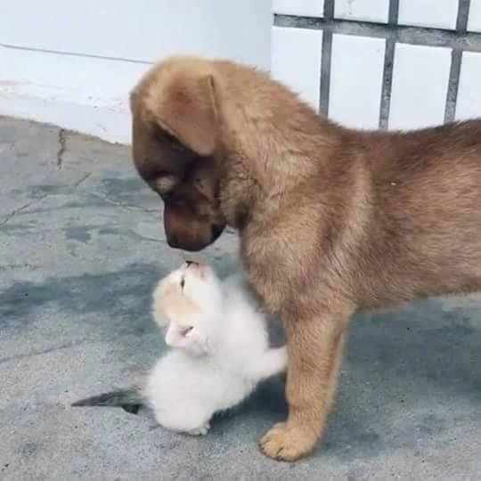 主动向狗子献吻的小猫咪....