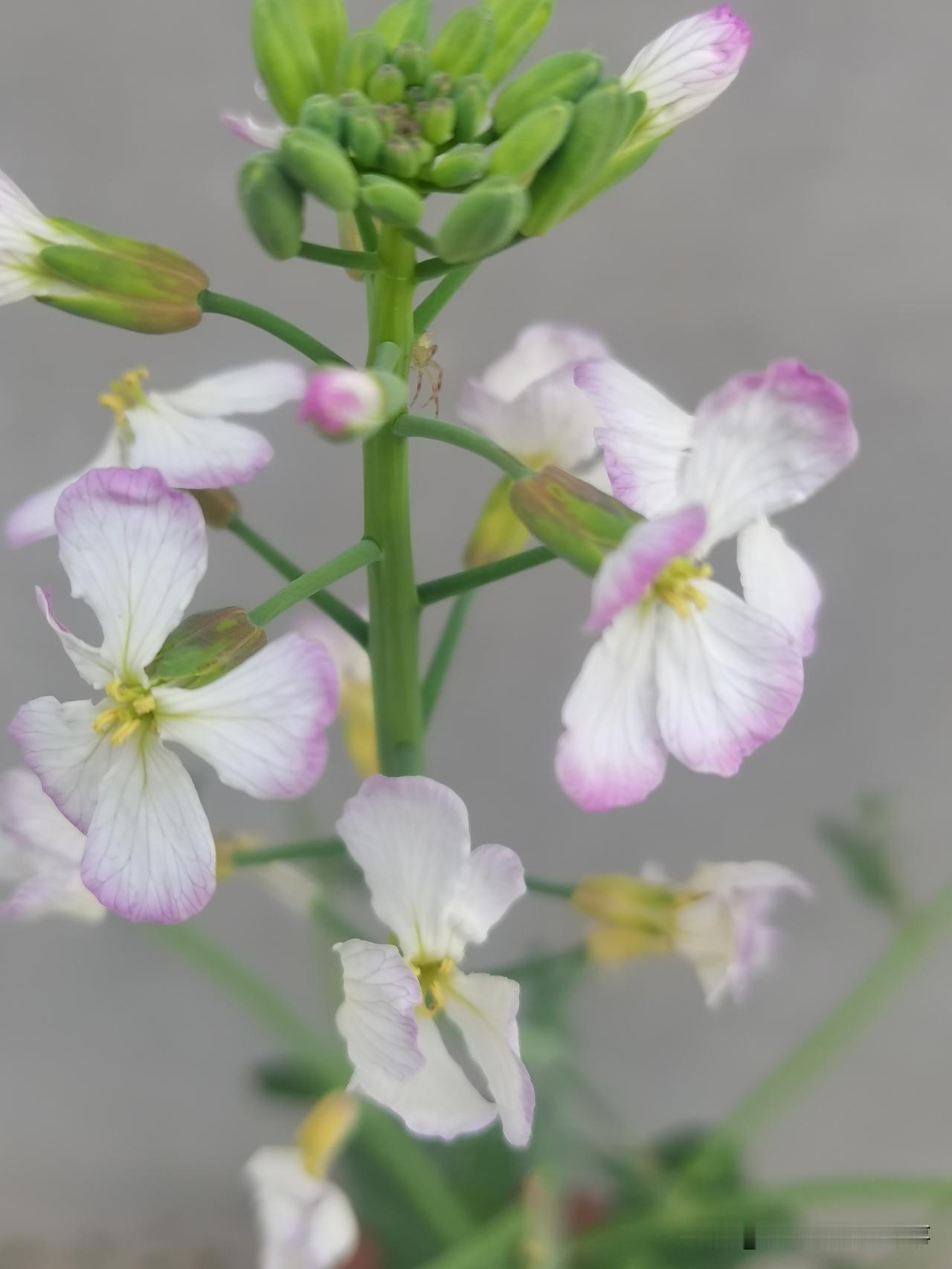这个花虽然小，也这么漂亮！
给人小清新的感觉。
大家认识吗？
这是邻居栽花盆里的