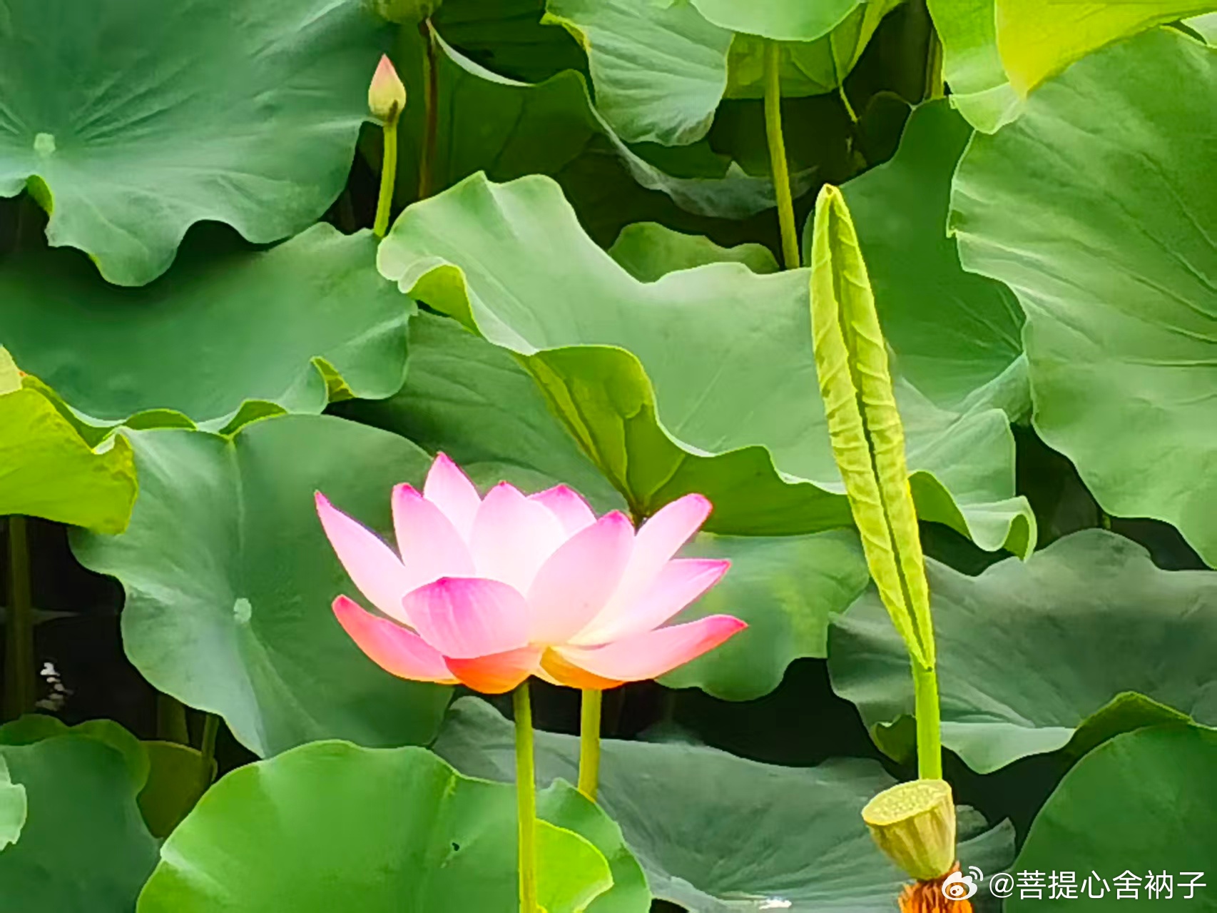 身在红尘闹市，心居净土山林。莲花出水而不染，修行贵在守住初心。 