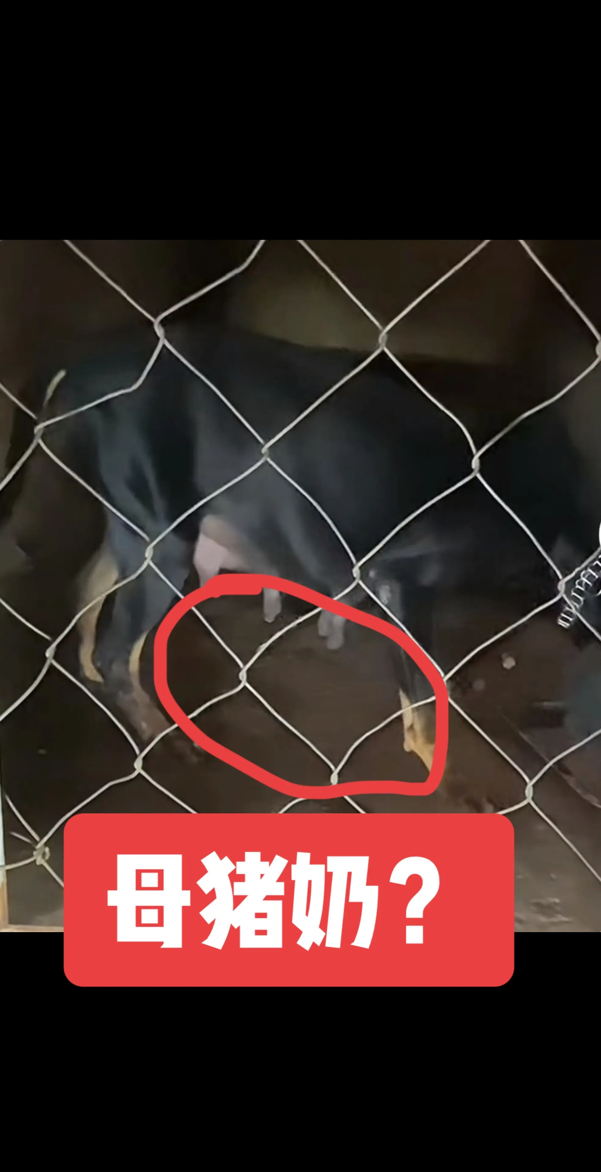 不带任何偏见来分析下这条母狗情况。 大家都是养狗的人，猎友们经常打猎的...