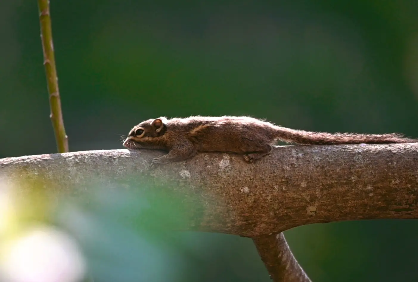 林间精灵---隐文花松鼠。隐纹花松鼠，主要栖息在亚热带和热带的森林、灌...