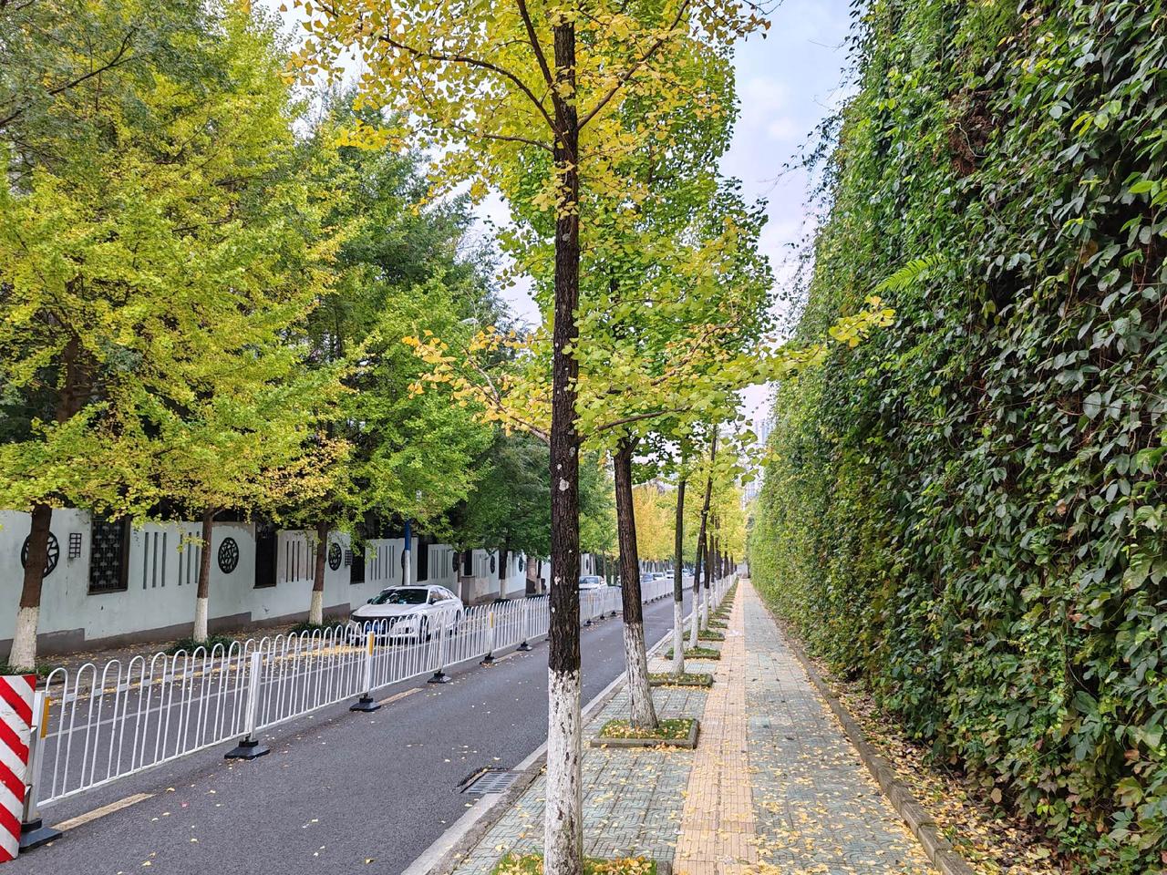 芬兰总统到访，中芬友谊万岁。2025年的世界走向与美国的大选结果息息相关。202