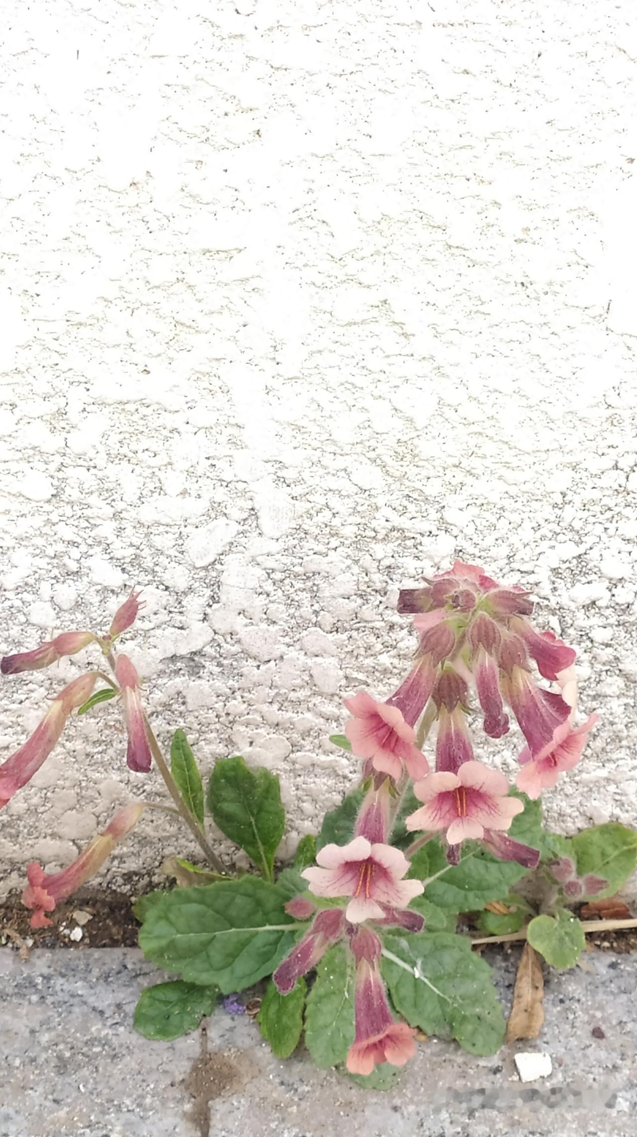 对联飞花令 大烟花
出句：撞疼春眼因黄色（雪浪）