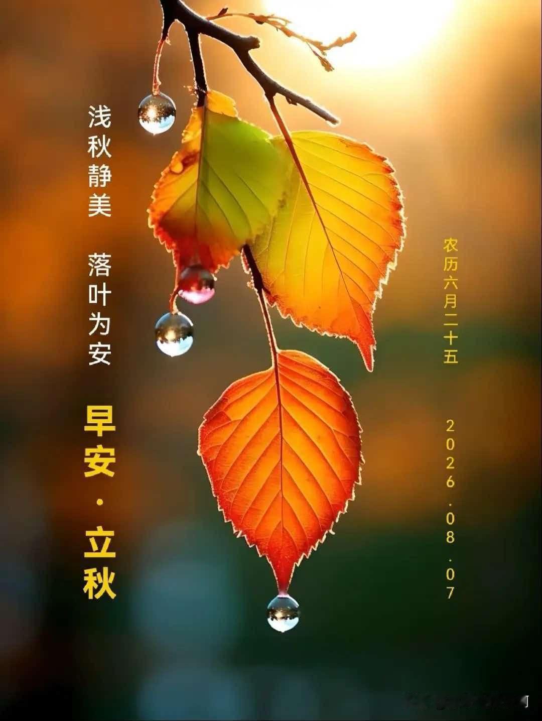秋天来了，树叶落了，今天立秋，早安！