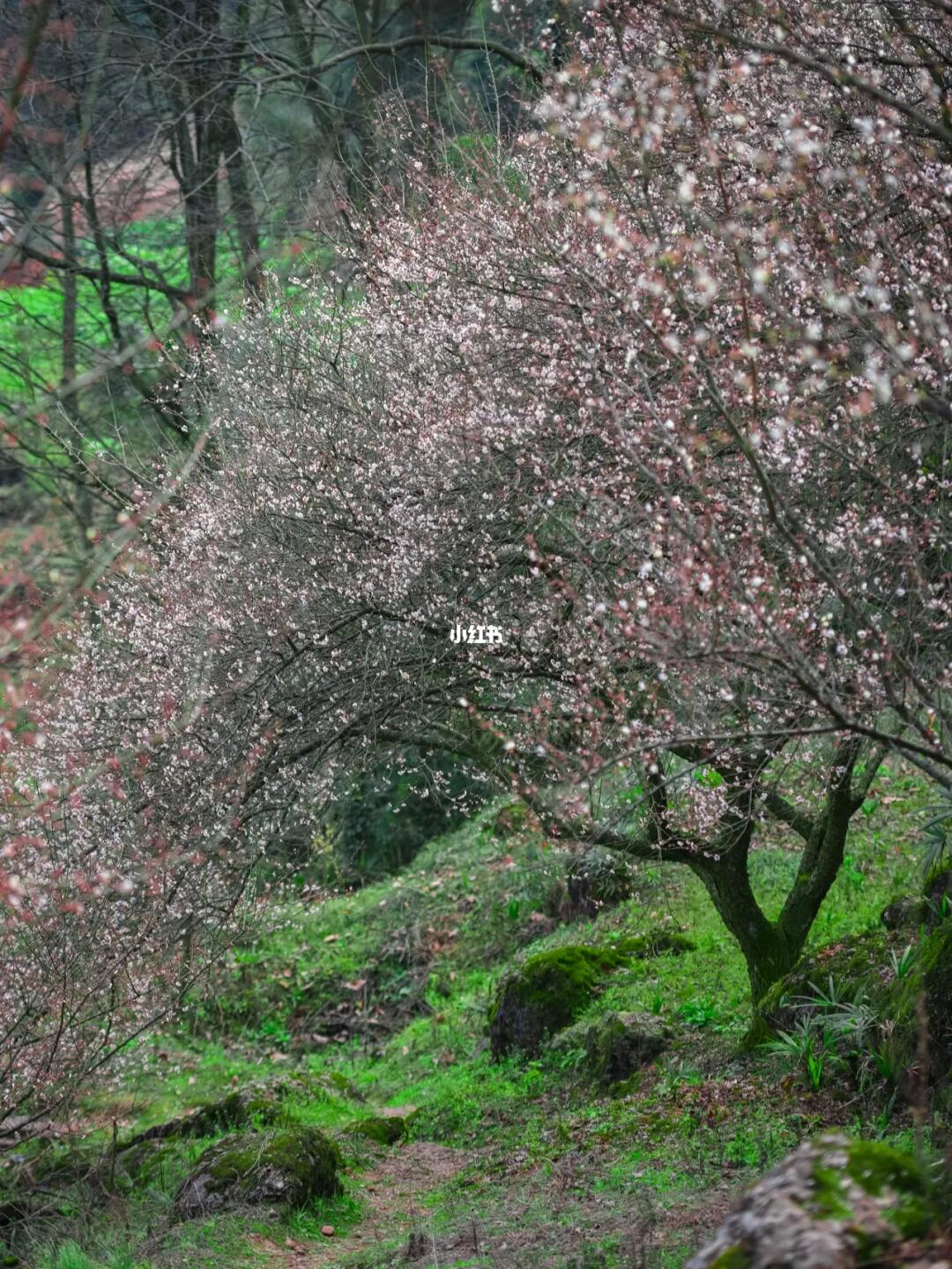 误入桃花源|一个藏在花海里的神仙村子‼️