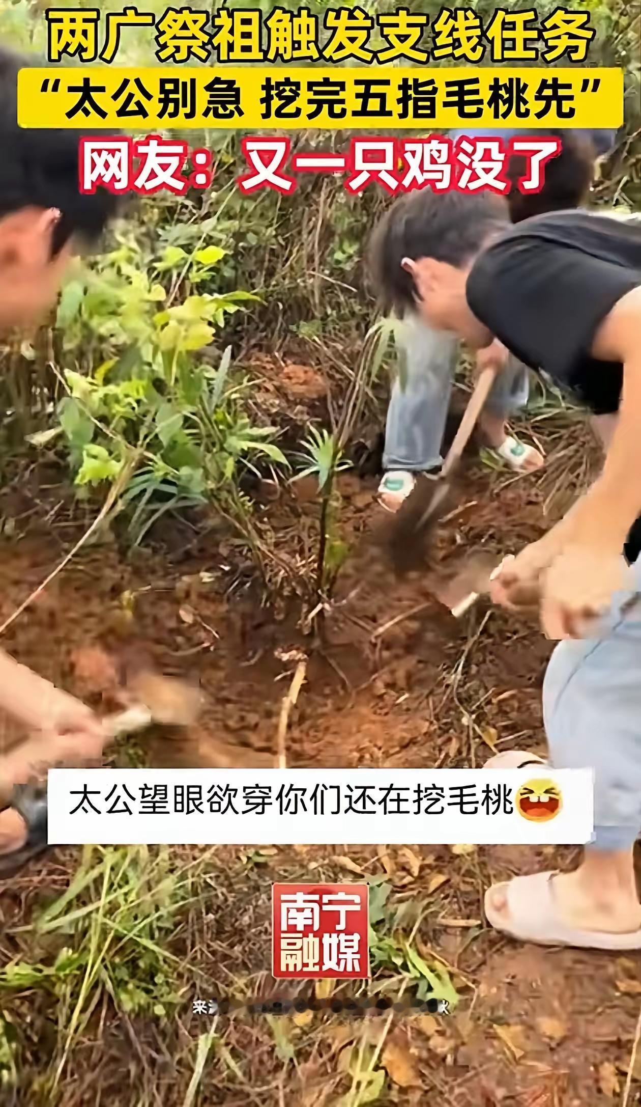 笑翻全网！广西一家人上山祭祖，半路看见“它”直接抛弃太公：先挖为敬！

在两广地