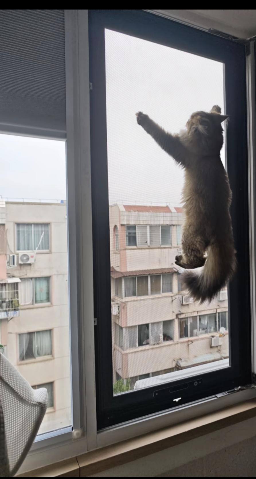 我都没养过猫 这猫还能这样呢？神啊！