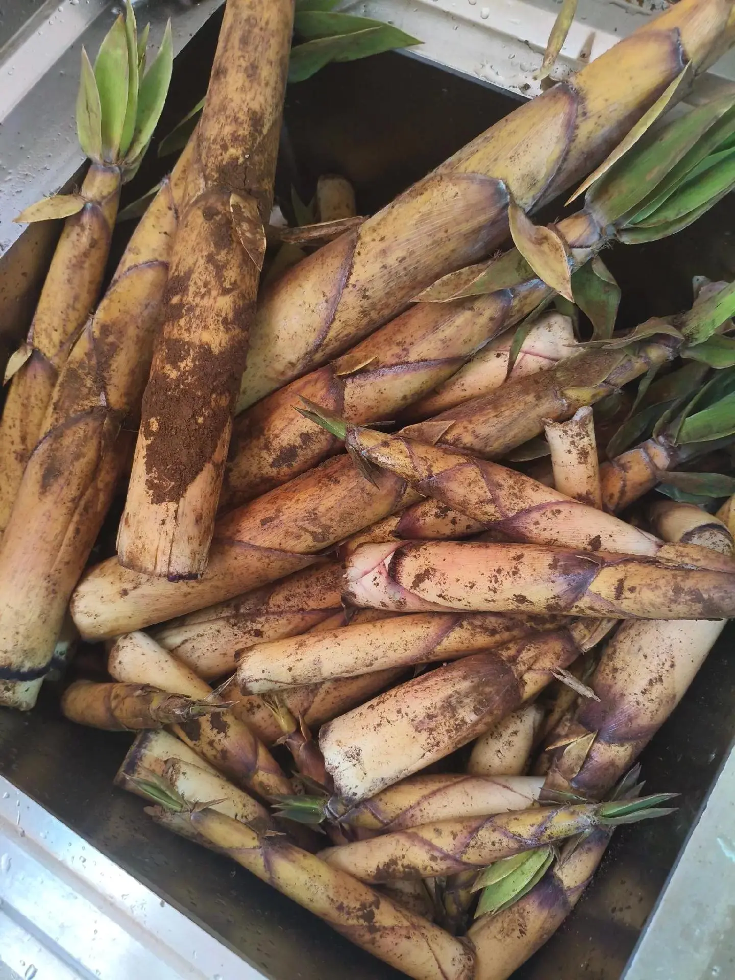 今天又收货得满满的一大筐，真是好货，下雨就长出来多多，要都要不完[微笑]