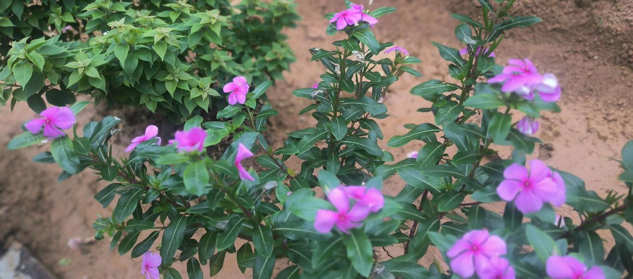 一花一草一世界 爱生活爱养花 原创视频