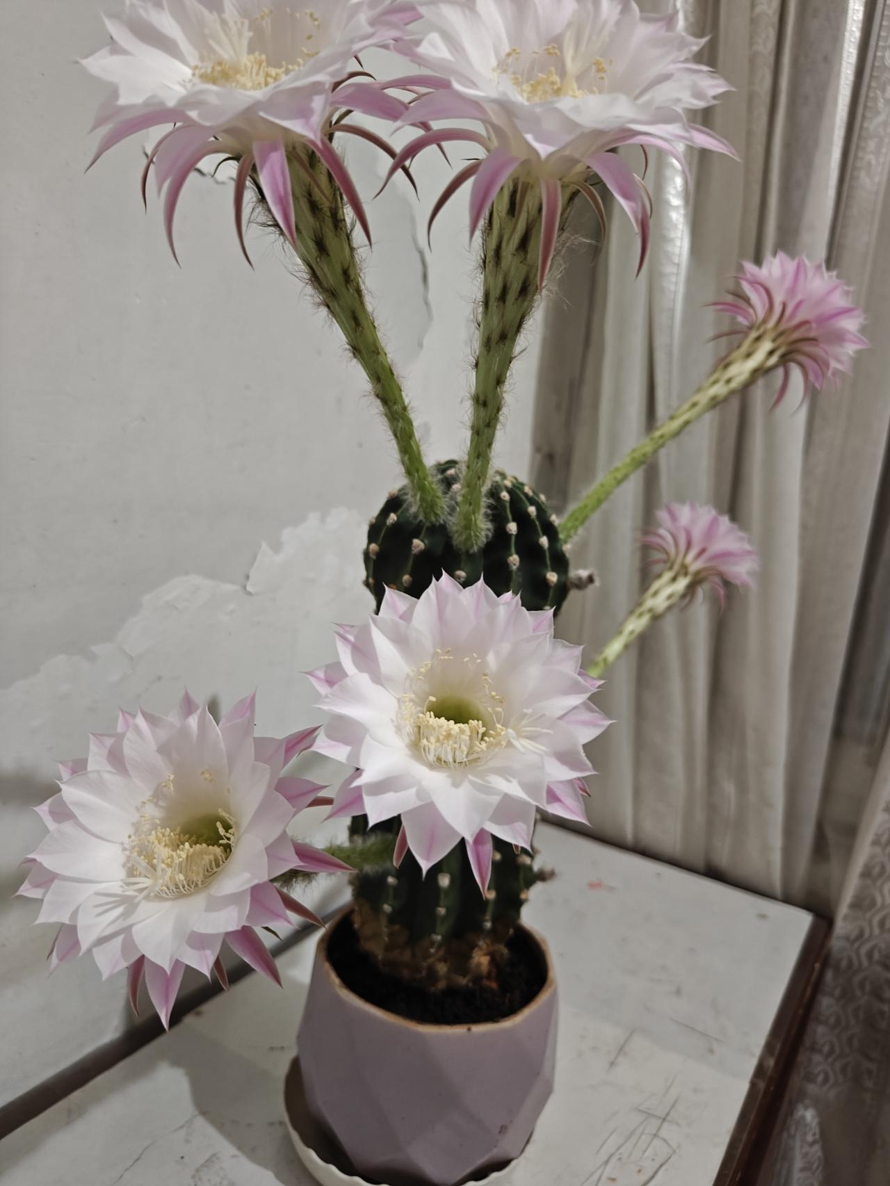 晒图笔记大赛六朵仙人球花一起开放，六六大顺。