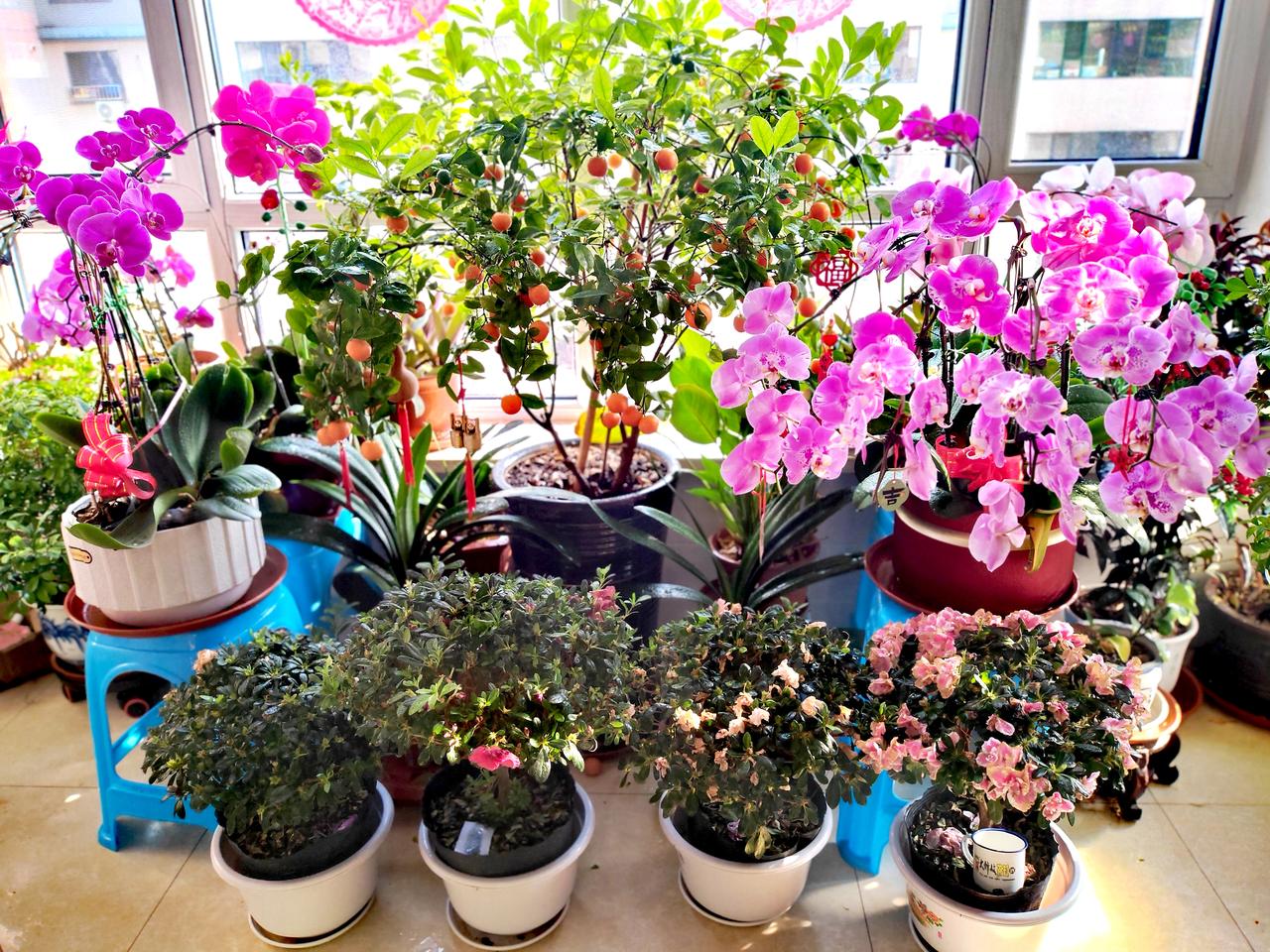 明天春分节气
我家的阳台
早已花团锦簇
果实累累
春意葱茏
欣欣向荣