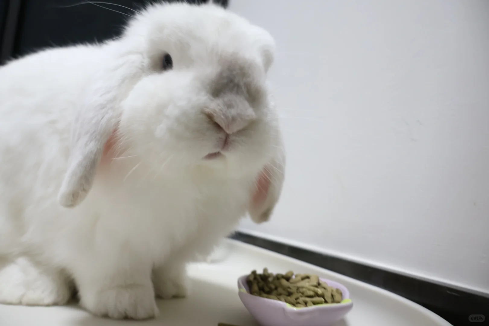 🐰：让我看看重了多少🤫