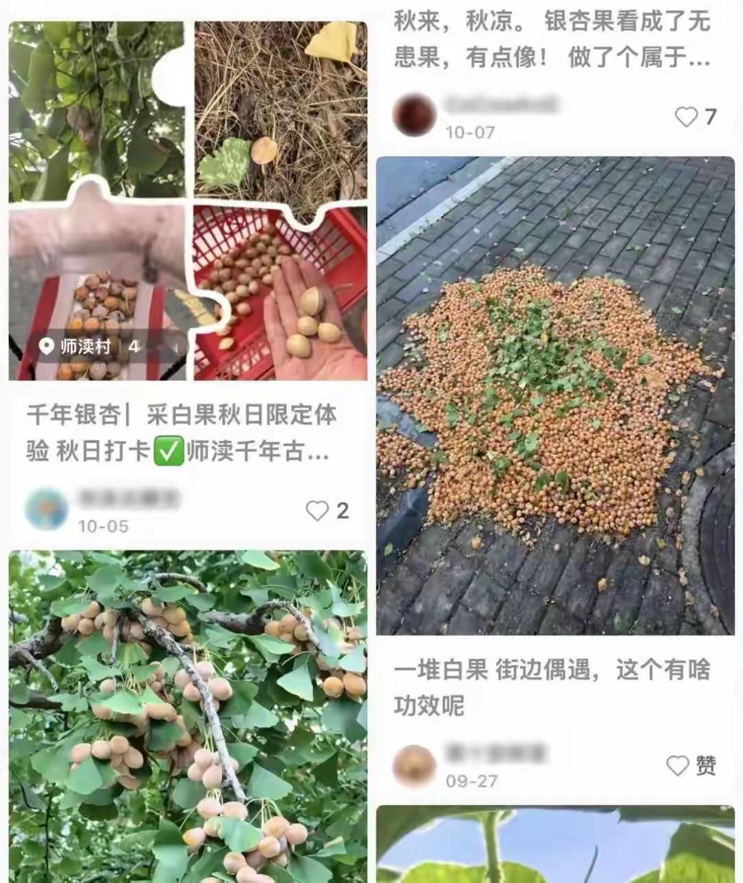 3颗，ICU；40多颗，中毒；一斤煮水，多器官损伤：路边捡的“秋日美味”，剂量单
