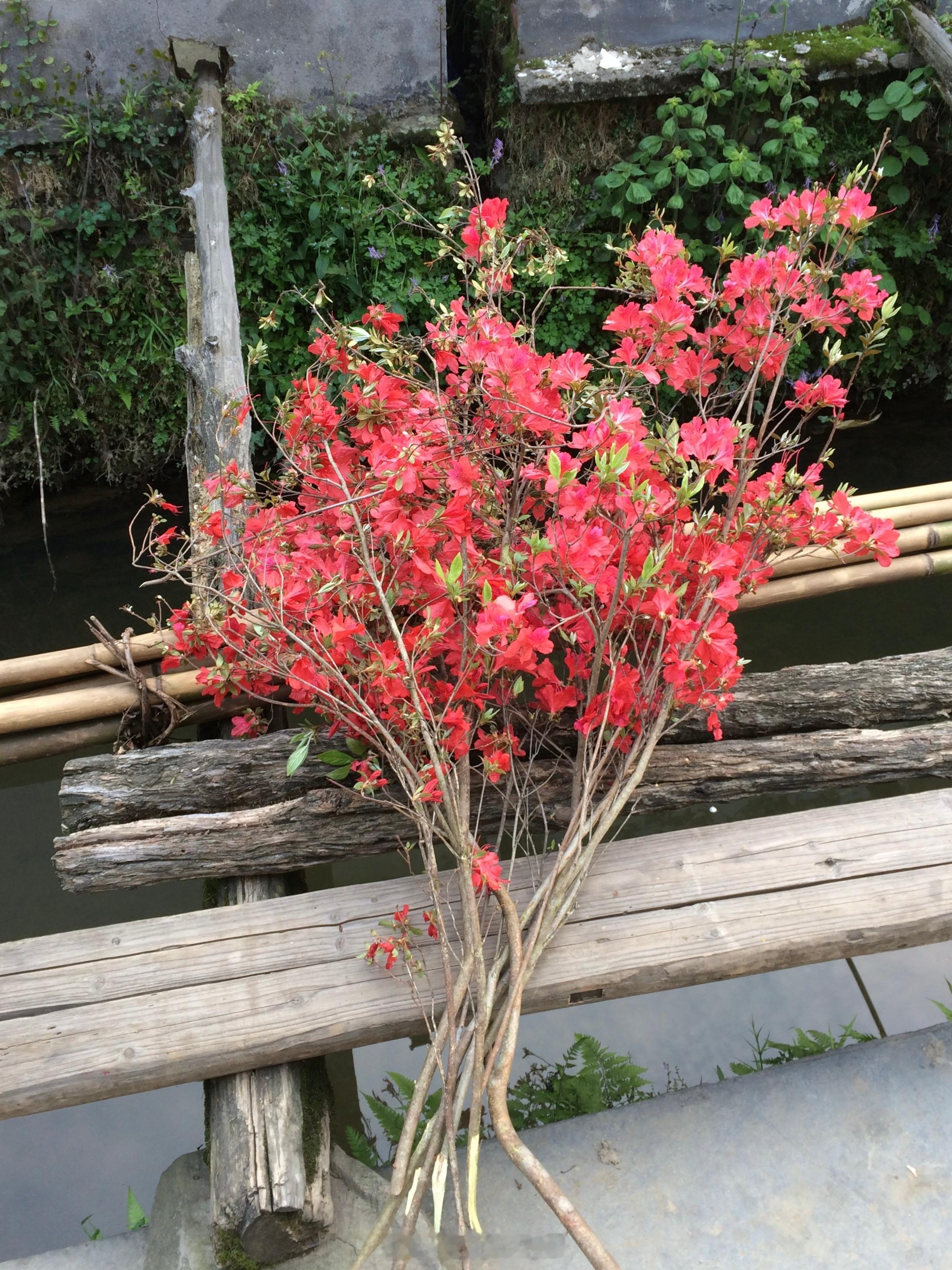 记录遇见的花草，每天早上发博，已经成了这几年的习惯。有一本讨论地图的书讲了这样一