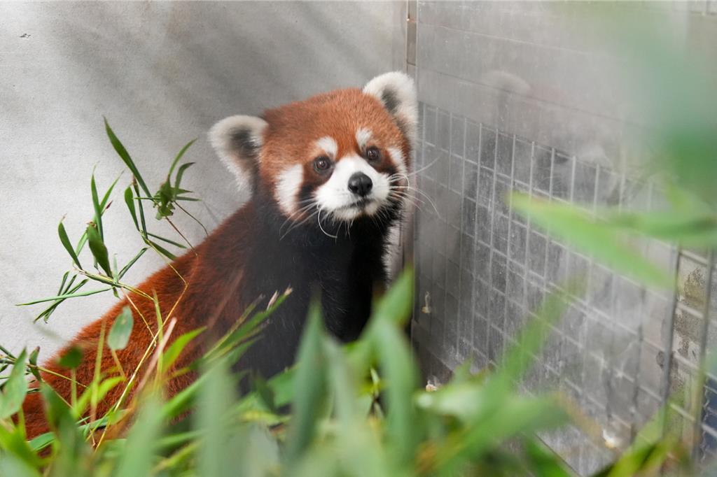 来自上海动物园的一对小熊猫已于6日凌晨抵达台北市立动物园。
这对小熊猫的到来，表