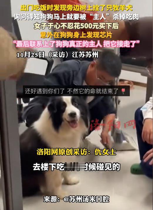 “良心何在！”苏州一女子上街吃饭，突然发现路边树上拴了一条牧羊犬，正可怜巴巴的望
