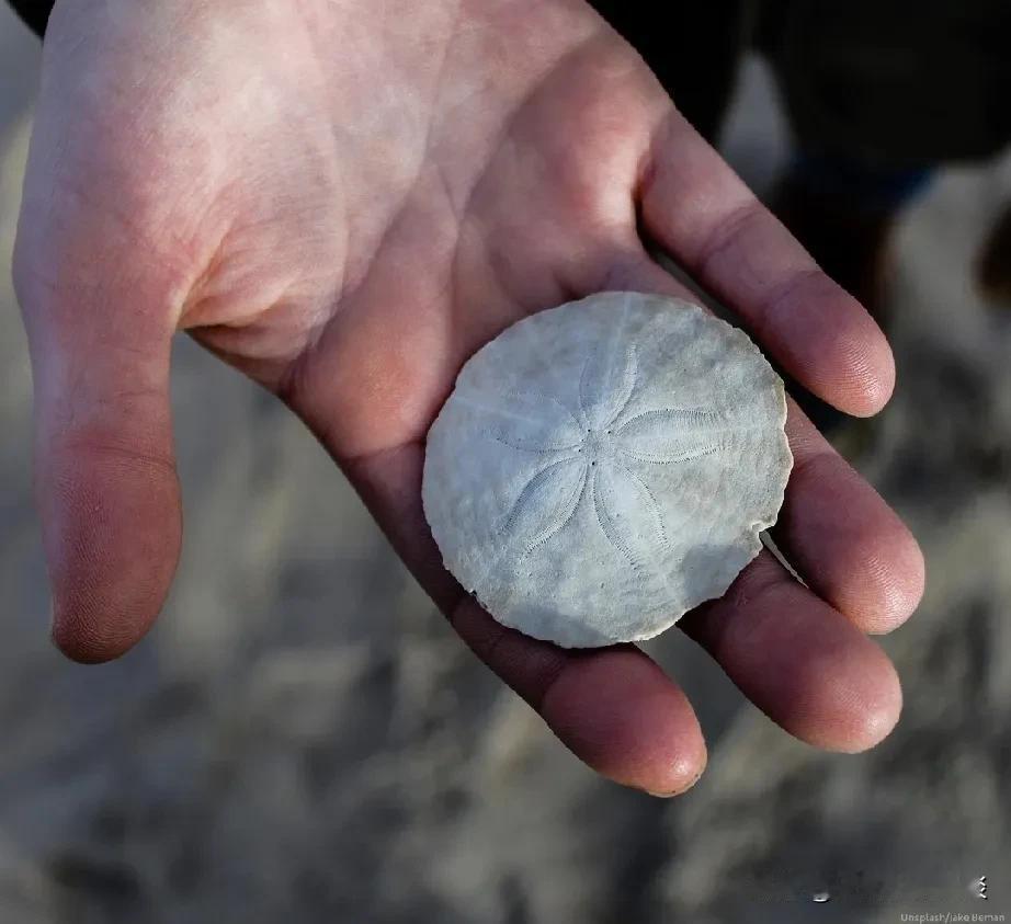 沙币“登陆”俄勒冈，好奇心大满足，钱包却……
    别误会，这可不是那种能让你