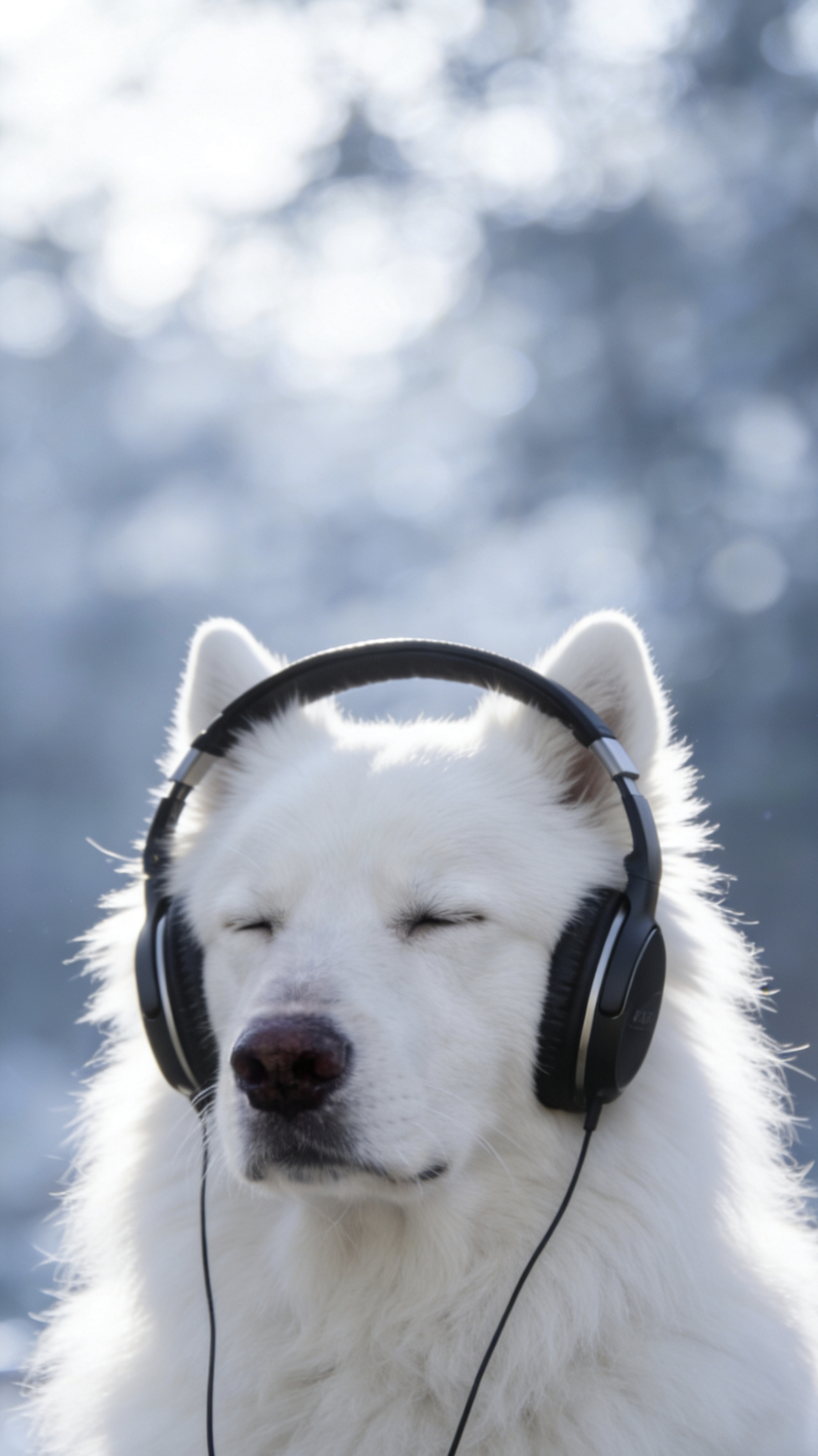 可爱狗狗手机桌面锁屏壁纸狗狗也要沉浸式听音乐？当然没错