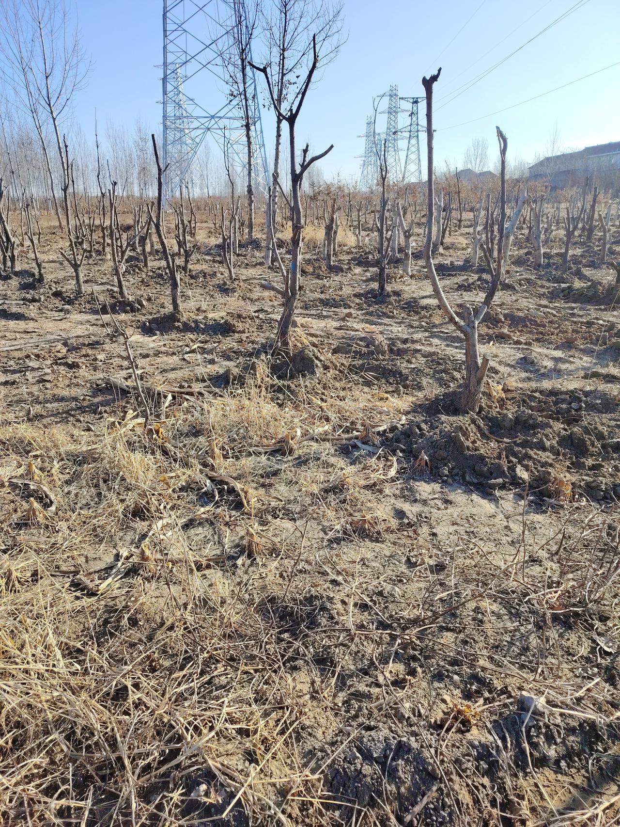 晒图笔记大赛 “枯木寒山外，残阳照古道”，这意境简直绝了！让我想起溥儒的山水册页