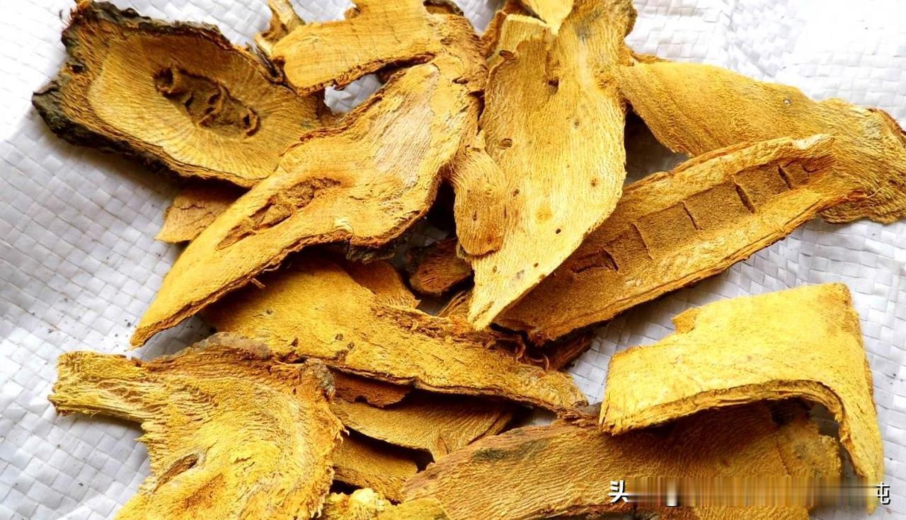 中药：虎杖，清理肝胆的淤堵，缓解胃癌的不适！
大家好，我是中医刘博纯！
今天给大