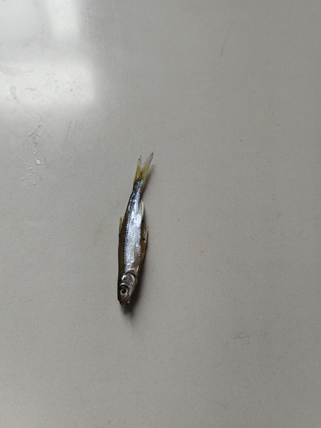 钓鱼这玩意，无论你手艺再好，缺少这两样你都没法玩！
前几天钓白条一直都还可以，就