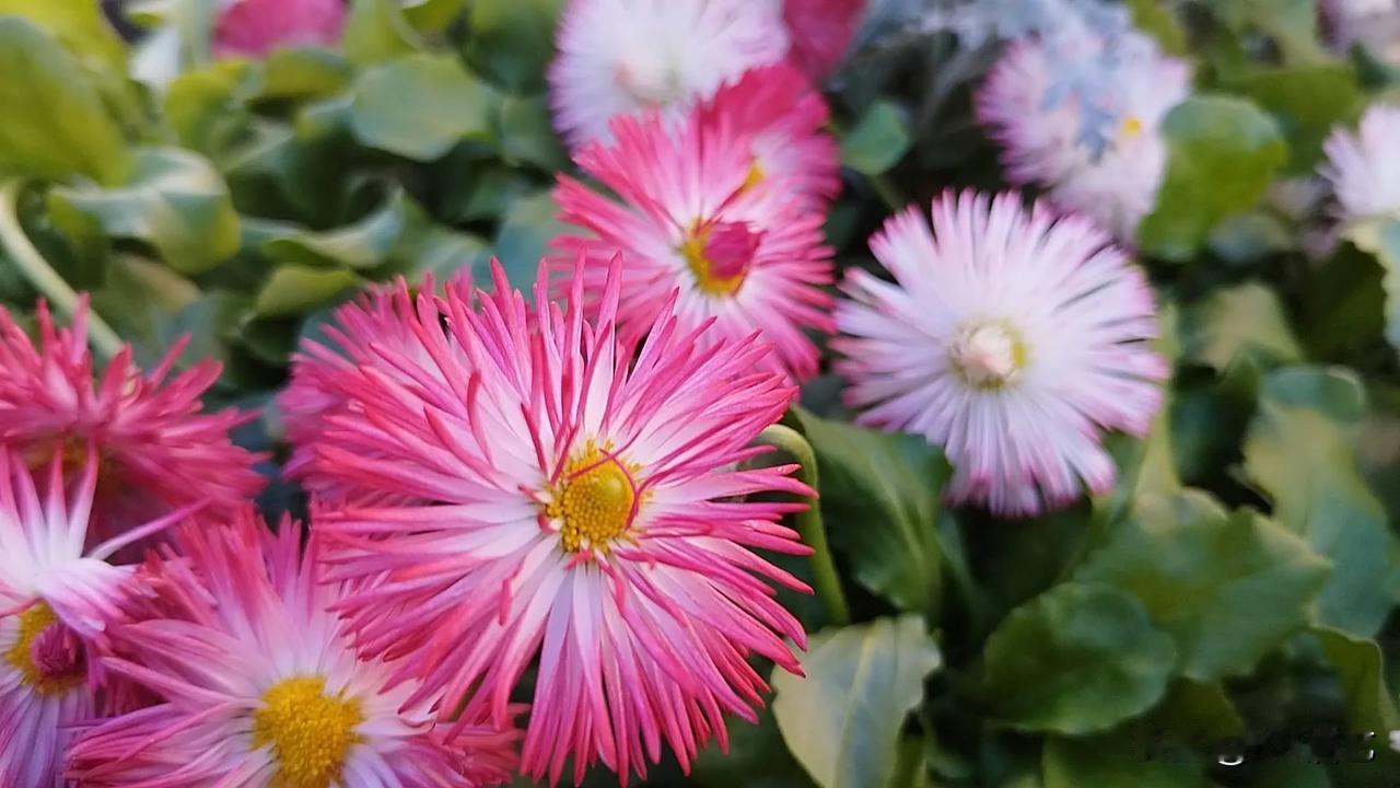 走在街上，花坛里种着各种鲜花。不由得让我停下脚步驻足观赏。
     真是太漂亮