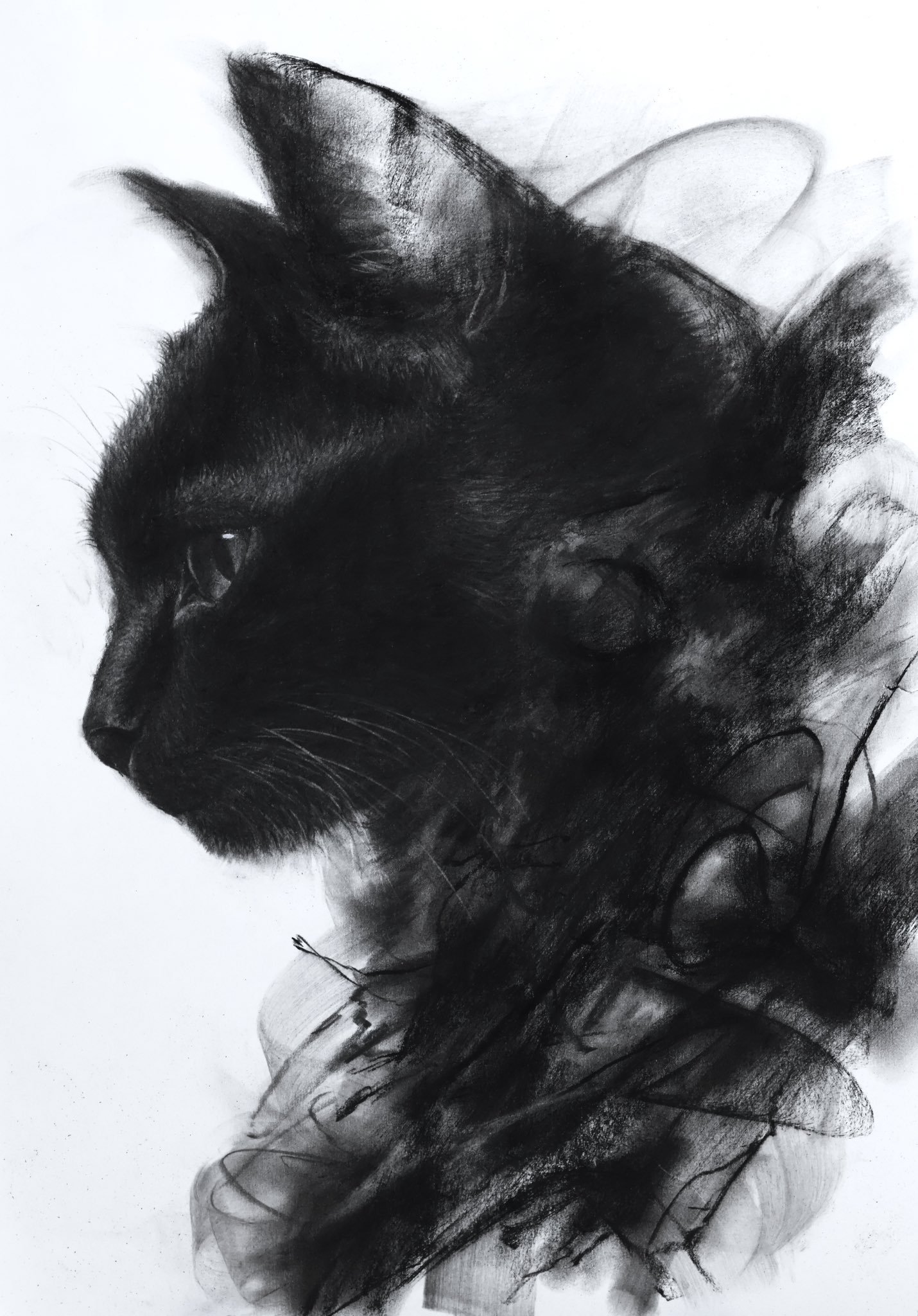 【 炭笔画的黑猫 】日本炭笔画家绫佑的作品。 