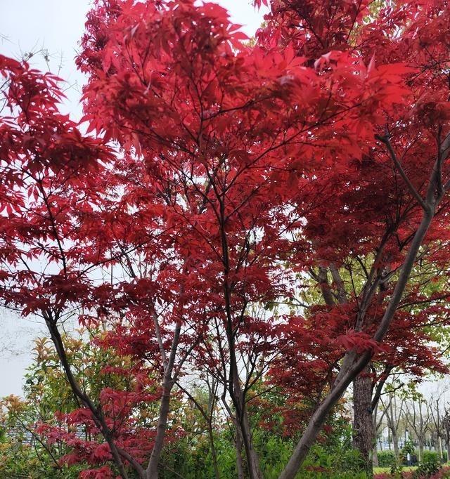 农村妹子洗澡抠背，结果抠出来一条吸饱血的蚂蝗，当场吓晕在澡盆里。醒来发现水全是红
