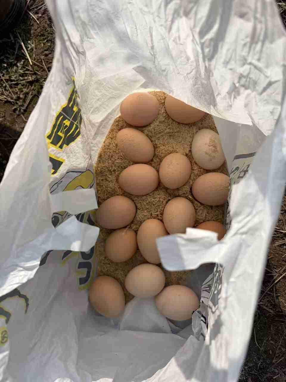 小区有邻居在群里卖土鸡蛋，1.5元一个，这种土鸡蛋煮红糖醪糟鸡蛋，加点小汤圆很好