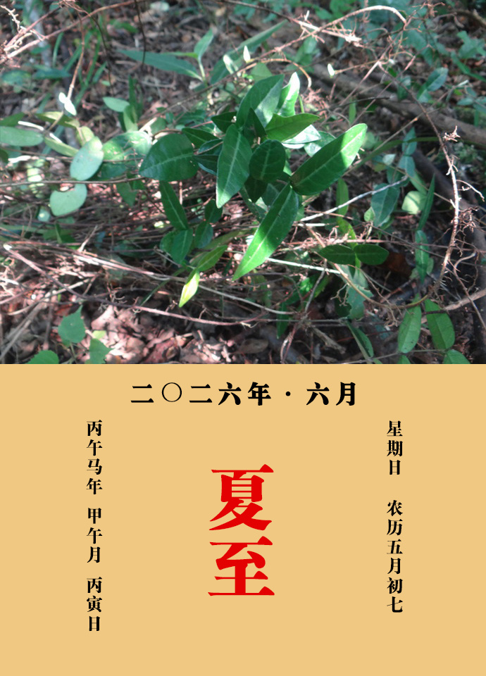 每天一味中草药 《名医别录》载：络石藤，主大惊入腹，除邪气，养肾，主腰髋痛，坚筋