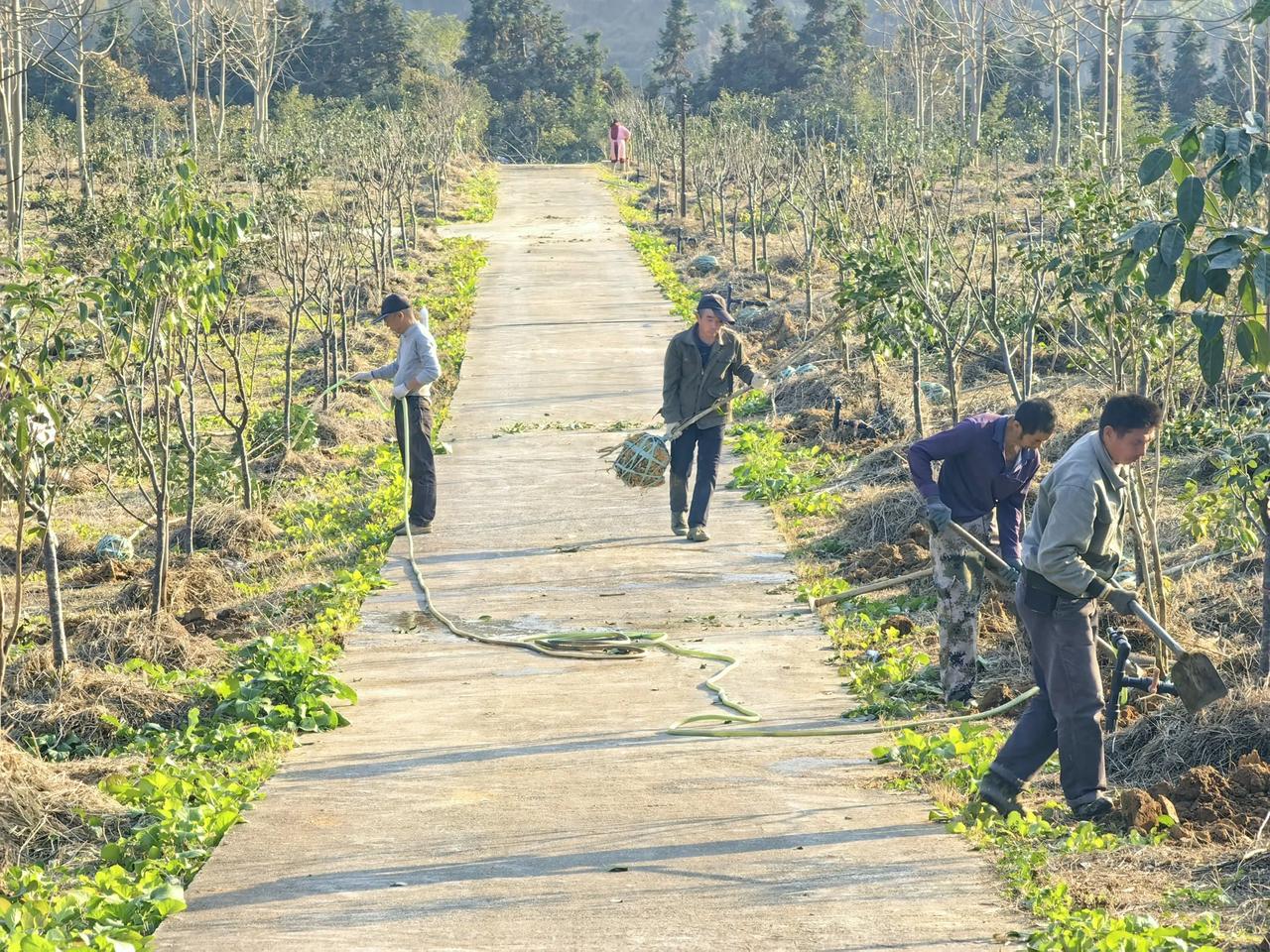 红花油茶科技小院示范基地
行道种植红花油茶🌹🌹