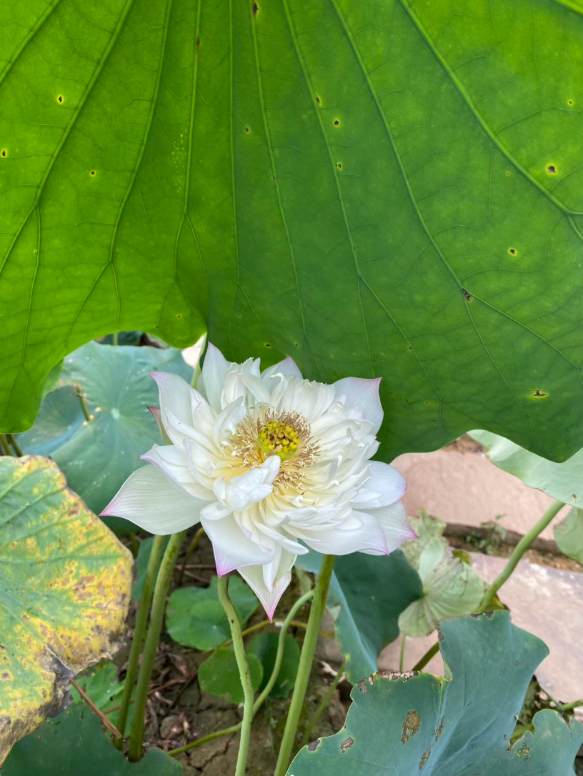 电子垃圾桶[超话]