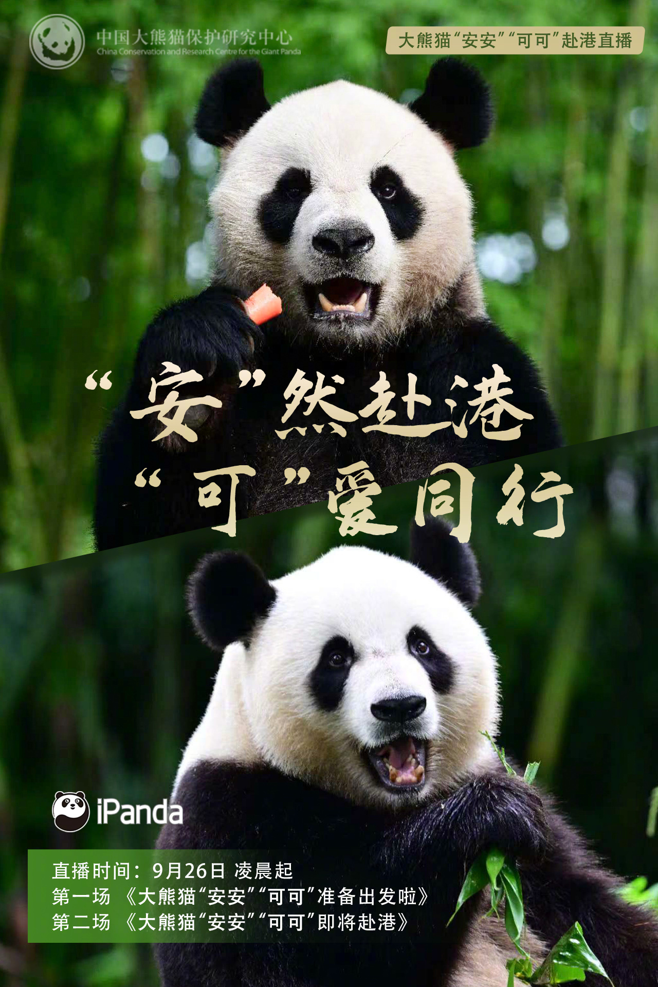 【播出预告：“安”然赴港，“可”爱同行】一对大熊猫“安安”“可可”将启程前往香港