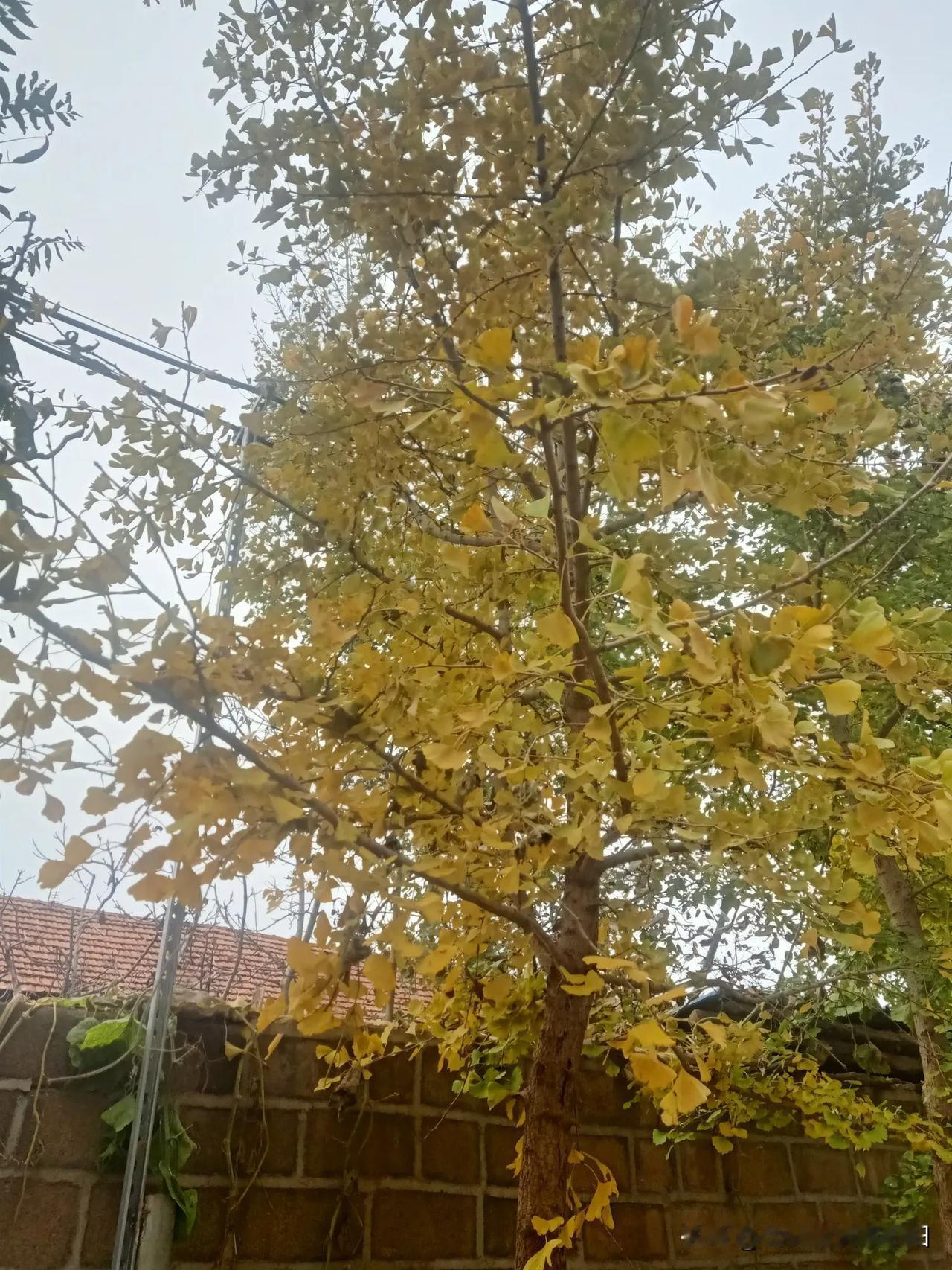 冬日生活随拍太美了，银杏树！