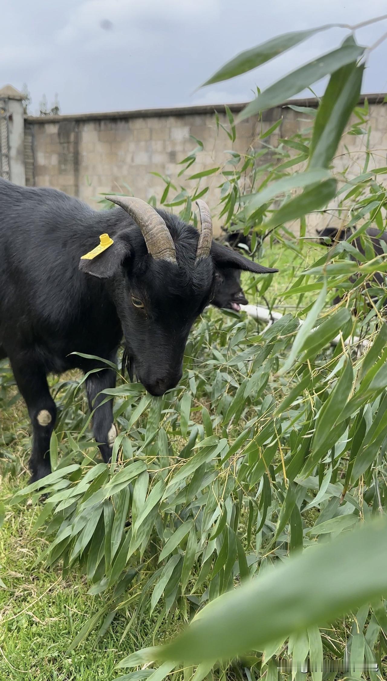 别人以为我天天放羊看风景，只有自己知道，凌晨添草料、半夜查羊圈、刮风下雨守着棚，