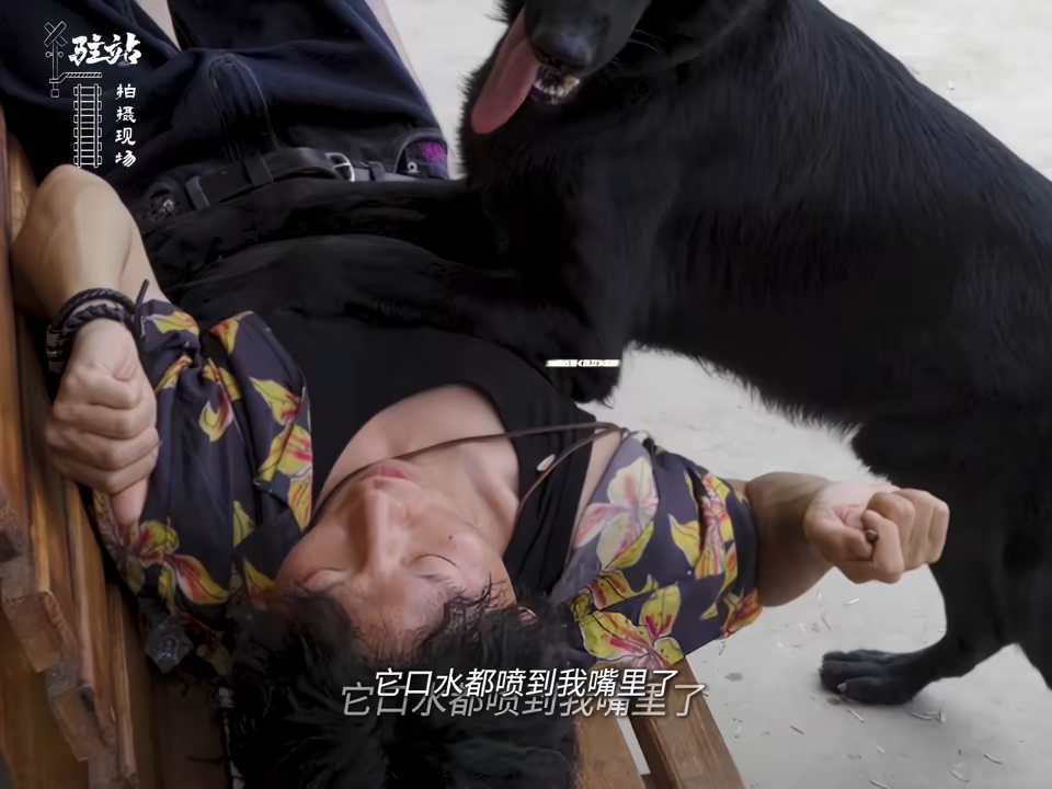 驻站  伊卡这个小狗是真的聪明，而且长得眉清目秀的，之前有一段常胜打电话骂完周颖