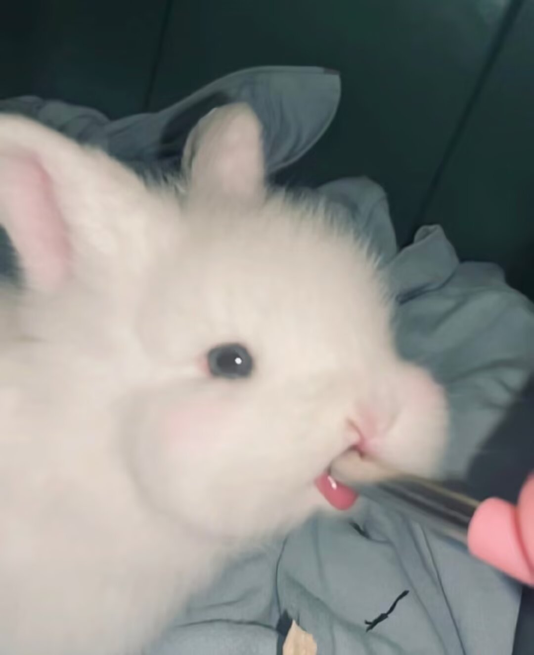 9136软糯糯 小兔叽•̀֊•́ 