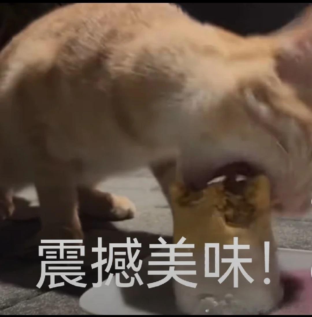 50592【丑猫】疯狂进食 