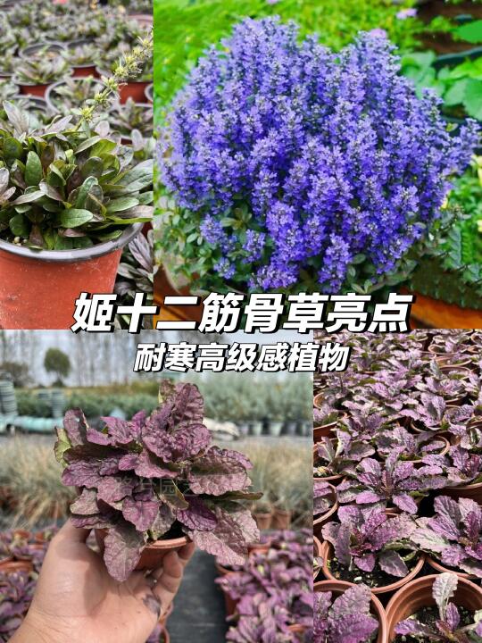 ✨闪耀筋骨草✨新手懒人必备