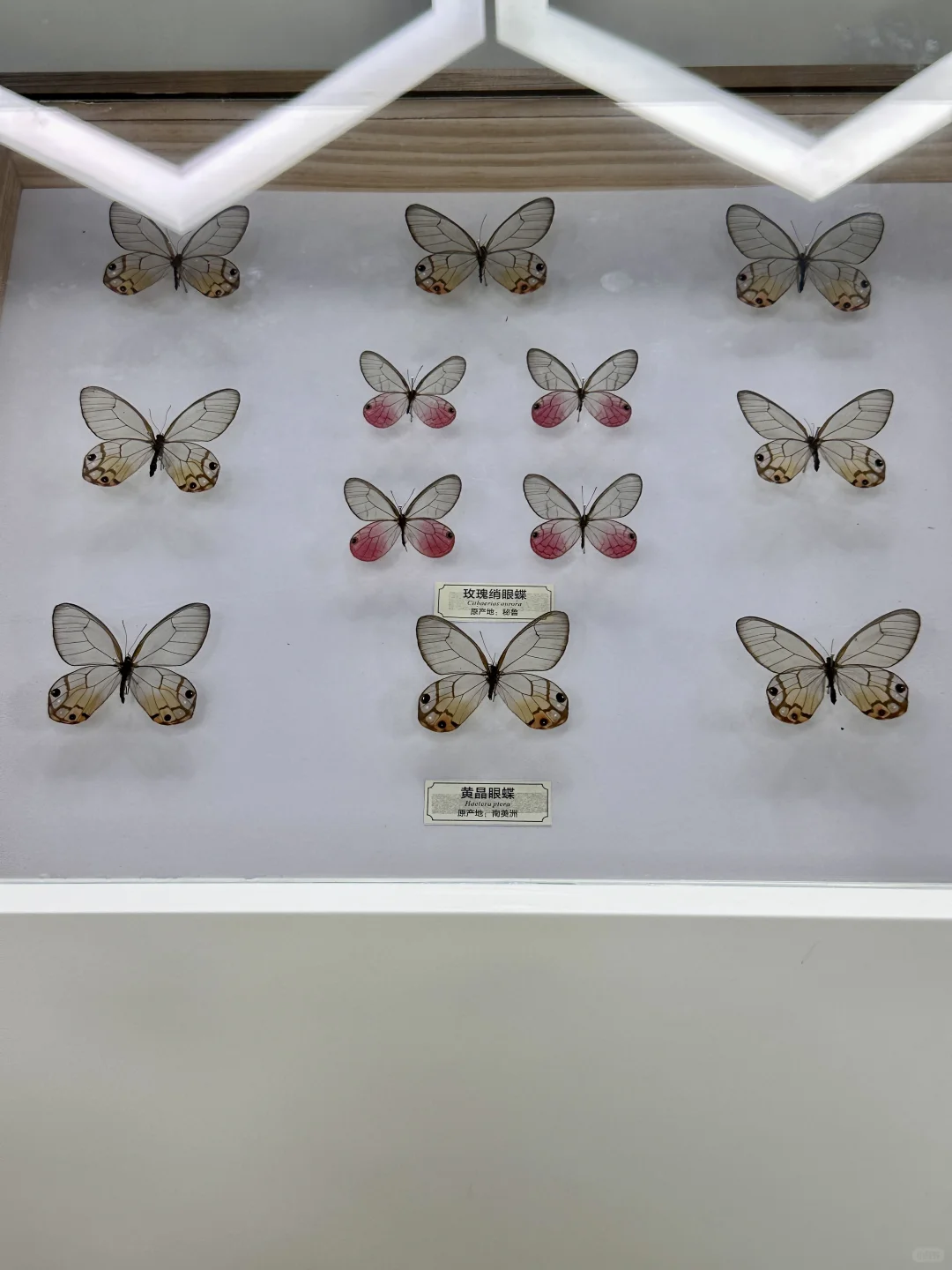 成都免费新展！！！蝴蝶🦋博物馆好好拍！！